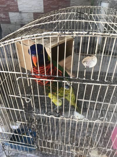 Rainbow lory | Coconut lory Female for sale