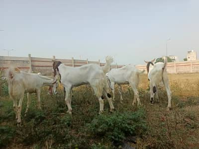 Bkra / desi bkra for qurbani / sindhi bkra / qurbani 2026 /