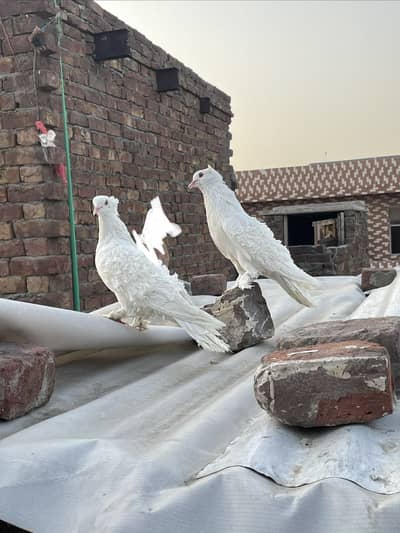 Frill back fancy pigeon healthy and active for sale