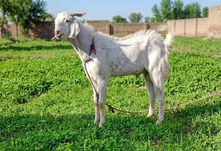 Bakra for Sell