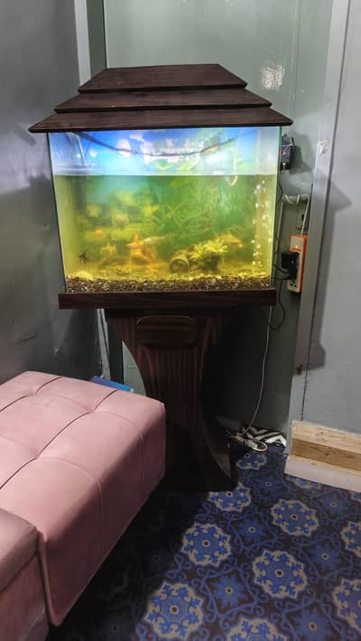 aquarium with fish and accessories