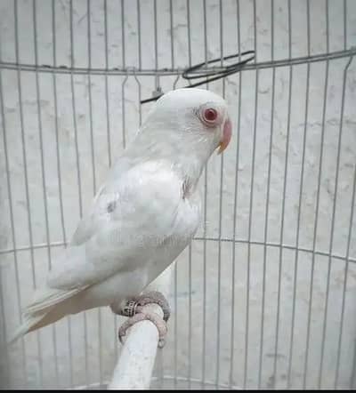 albino red eyes