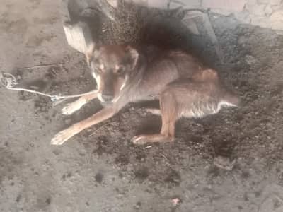 Phathanywal dog for sale or exchange