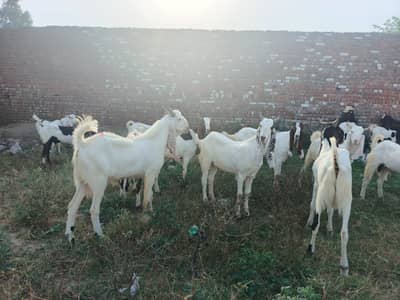 Bkra / desi bkra  / donda bakra / sindhi bkra / qurbani 2026 /