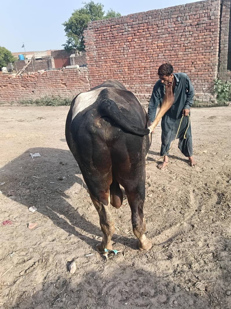 walati junvar 1