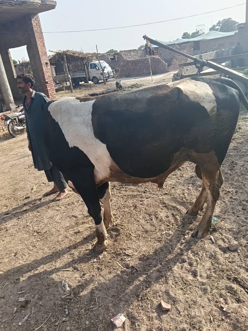 walati junvar 2