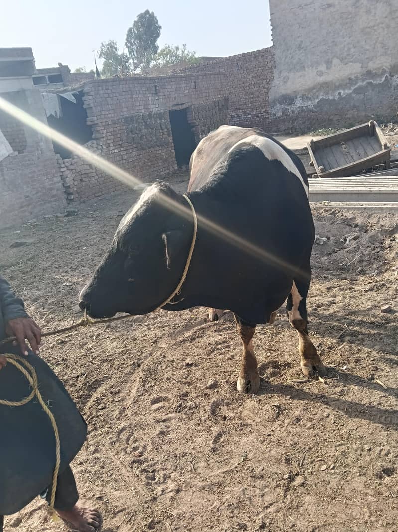 walati junvar 3