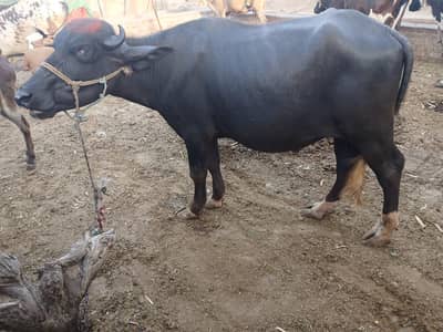 Heavy Male Bhainsa 32 Months | 7 Mann Healthy Buffalo