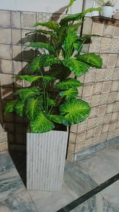 Home & Office Decorative Plant