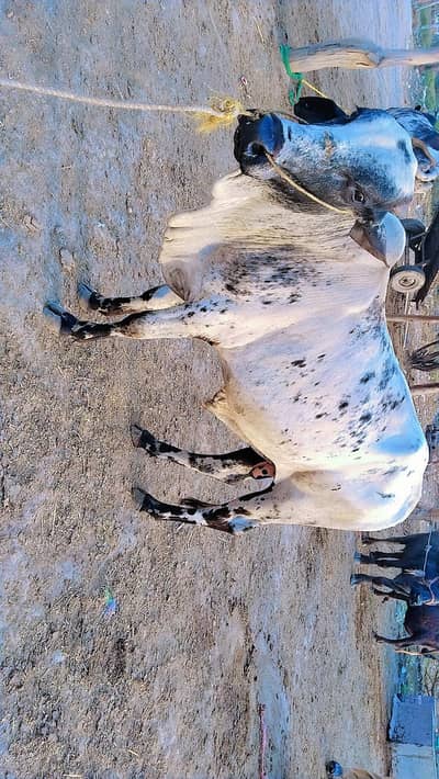 buffalo Full desi Village Wla