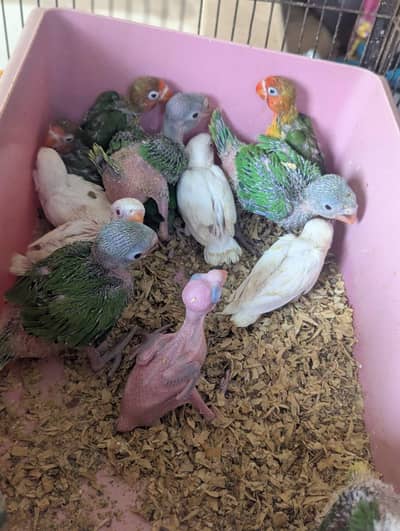 cocktail love bird hand tame. chicks bolne wala tootay k. bachy b ha