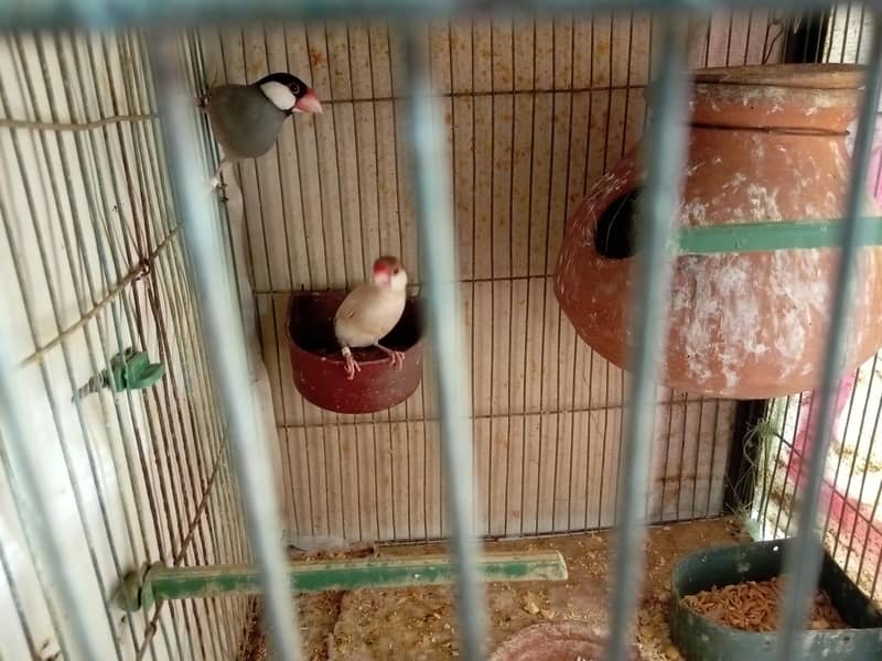 fown java albino java opal java 03112709125 1