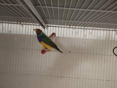 LADY GOULDIAN FINCHES