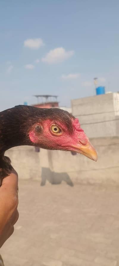 Aseel female / pathi with chicks