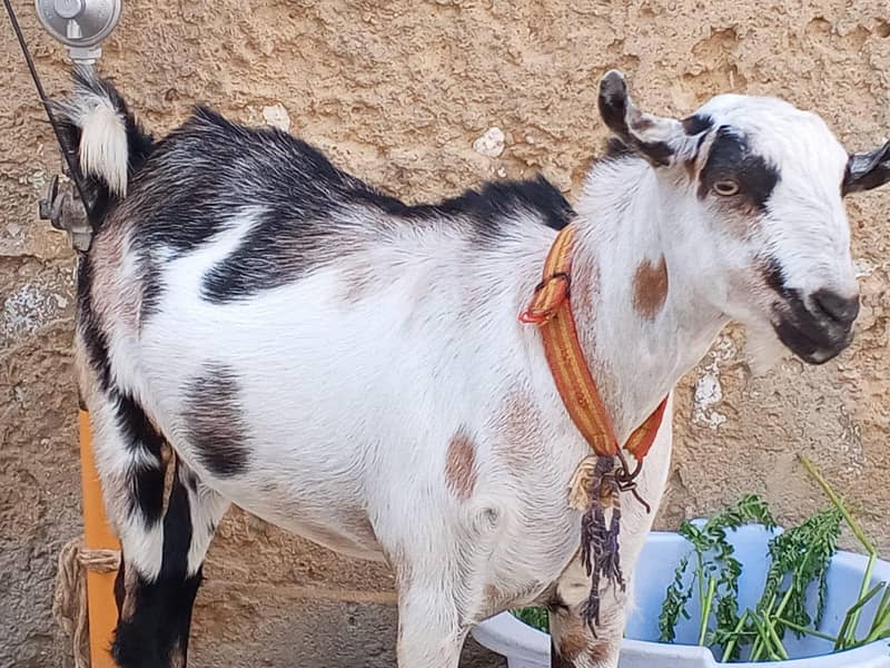 bakra 0
