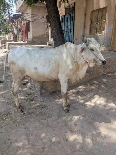 Ghar ki bridee ha khud pally hoya hain