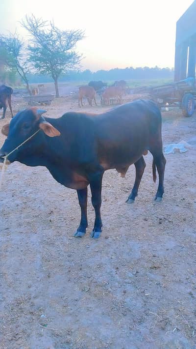Buffalo Full Power & Desi Village Wla