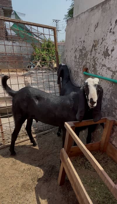 Rajan pur bakra for eid