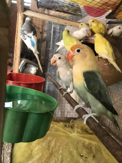 Love bird and budgies pair for sale full healthy and active