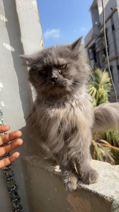 male Persian cat