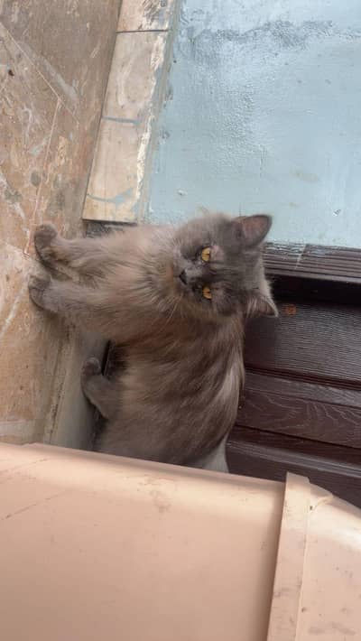male Persian cat Punch face Whatsapp number 0311211/0974
