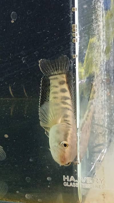 Snakehead peices available for sale