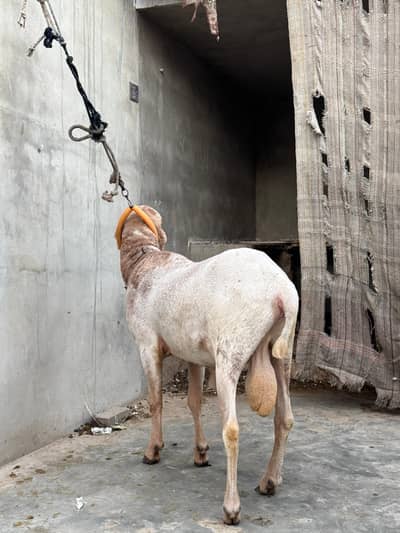 Khara Dumba For Sell