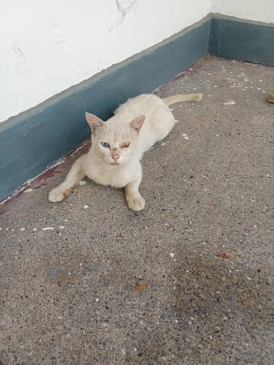 I sell my cat