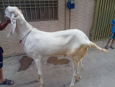 Rajan pur healthy and active bakray heavy weight and length