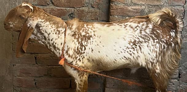 bakra