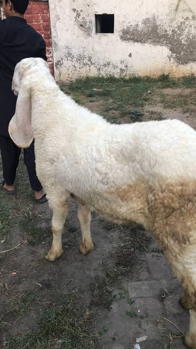 catra for sell 110 kelo wazn 0300/4469/126