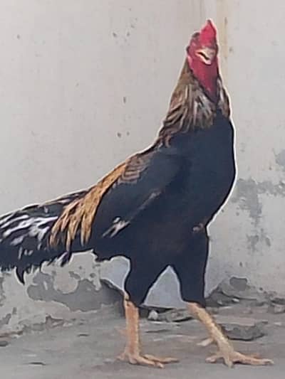 Aseel mainwali
