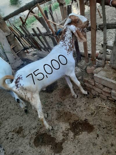 Qurbani ke Bakree Call 0322. . . . . 86,,,99,,525 , 3 se 4 Bakree hai