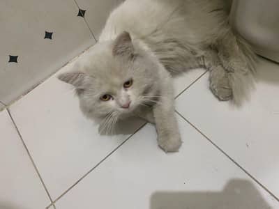 urgent sale