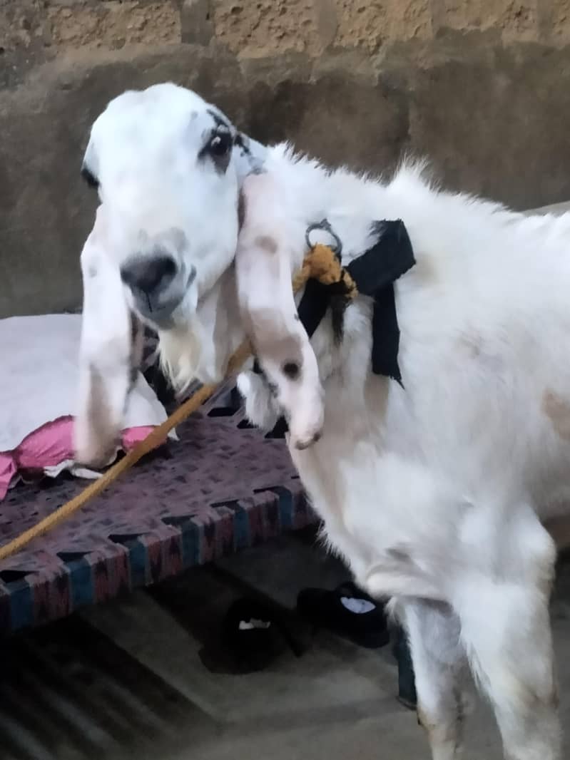 bakra 0