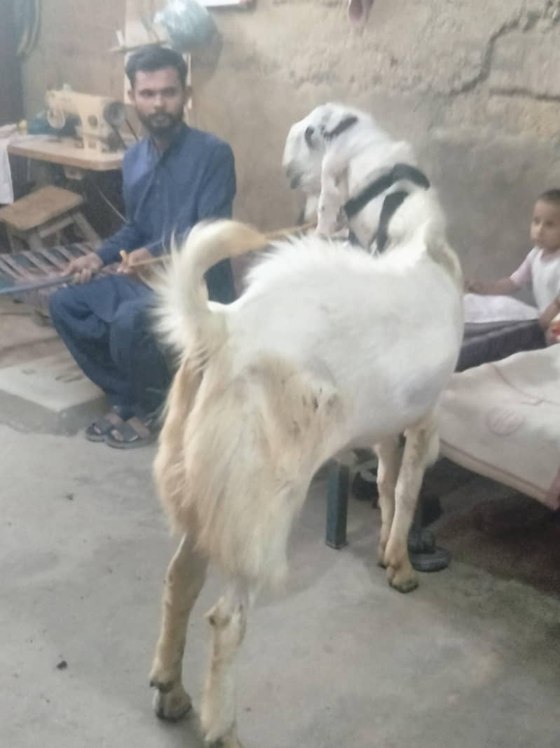 bakra 1