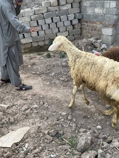 Balkhi Lambs Available for Eid Ul Azha