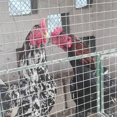 Karachi mein hens  sale purchase walay rabta krein
