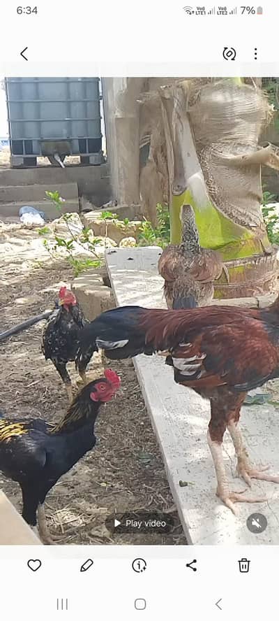 Aseel for sale
