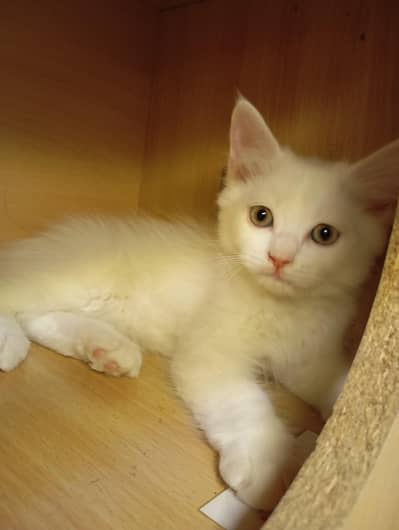 4 Persian kittens  Male & female available