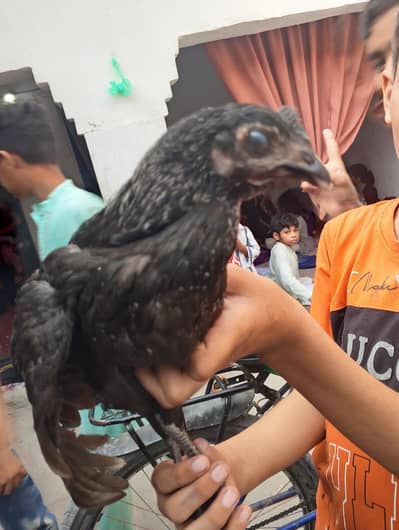 ayam cemani patthi