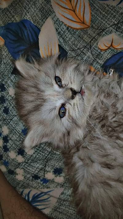 Grey Male Persian cat For sale
