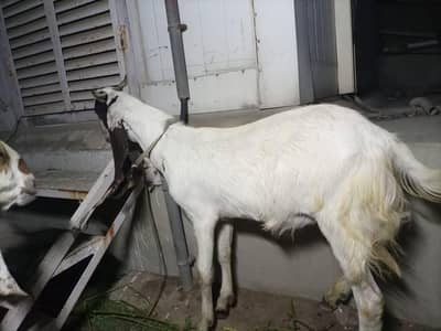 2 bakray for sell