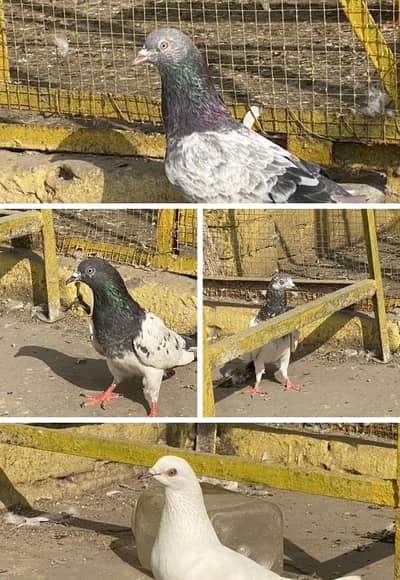 MashaAllah High flyer pigeon