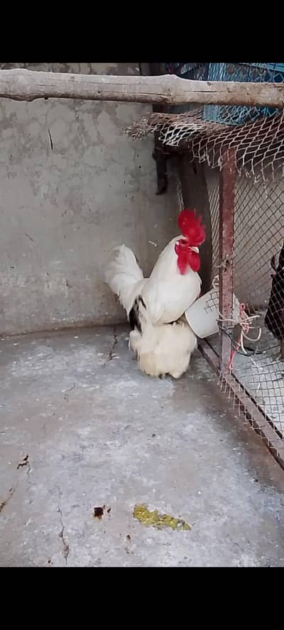 white hen pair