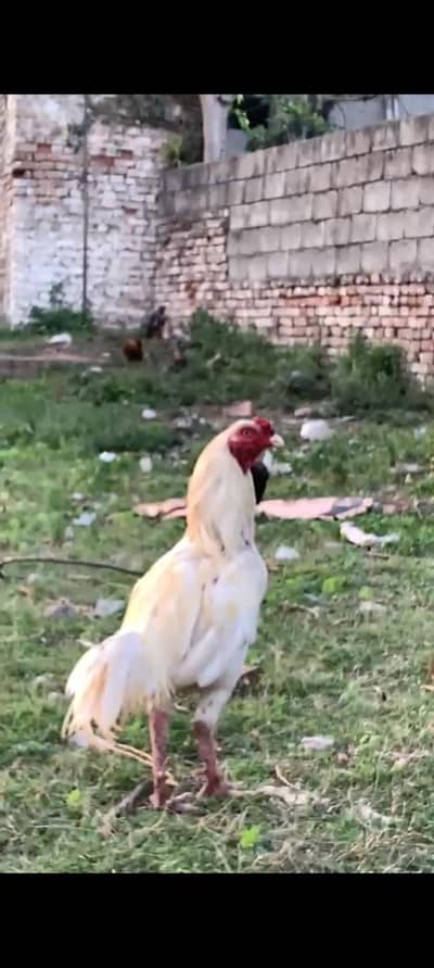 Aseel heera rooster healthy