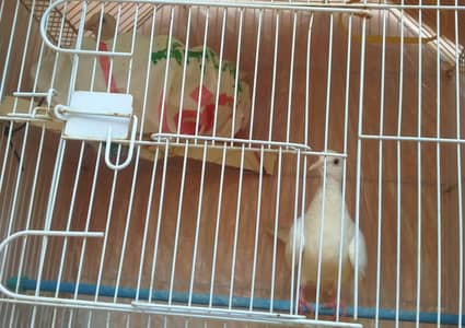 White Khumray Pair Available