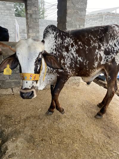 Qurbani Animals for Eid Ul Azha Better rate than Mandi.
