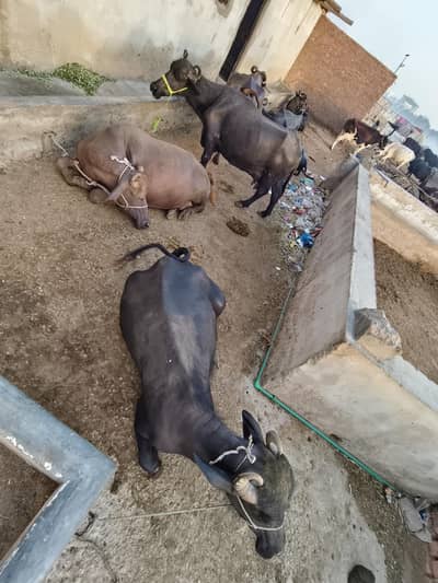 6 buffalo