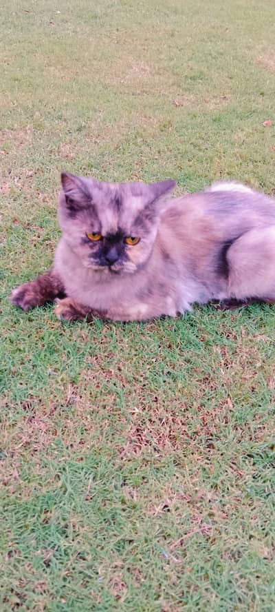 Persian breed cat